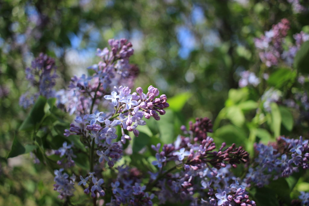 Lilacs