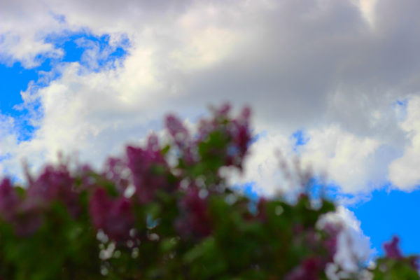 Blurred lilacs with the sky in focus
