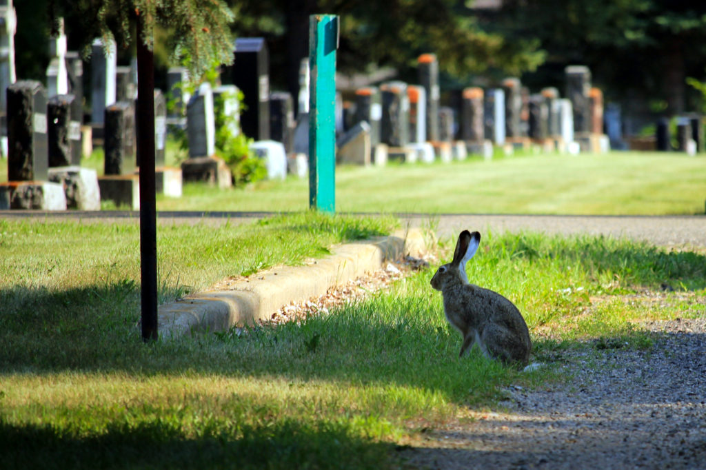 A rabbit at the cemetery