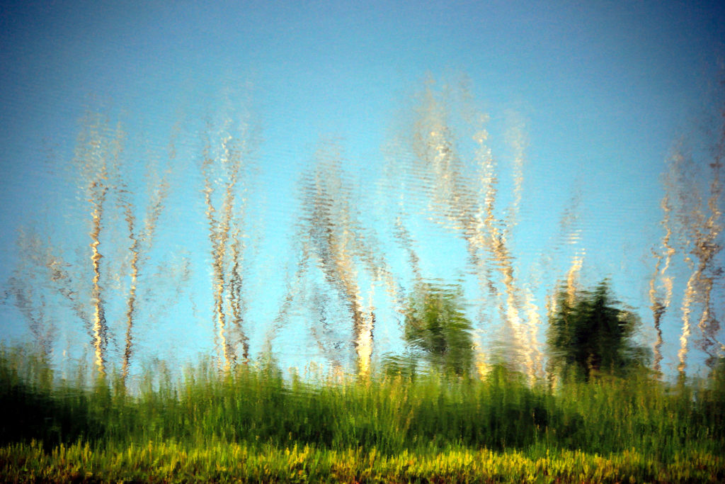 Trees reflected in the river