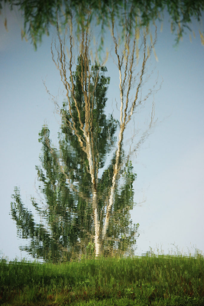 Tree reflected in the Assiniboine River