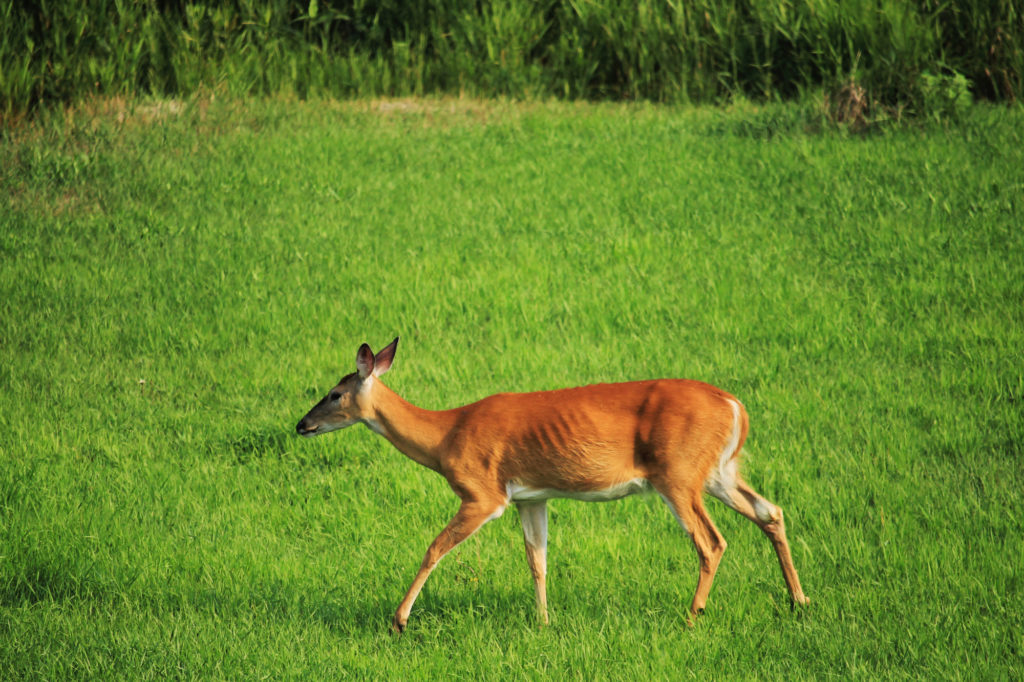 A deer next to the walking path