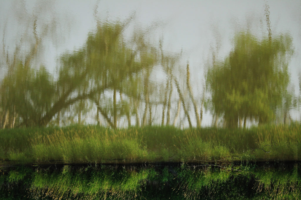 Trees reflected in the Assiniboine River