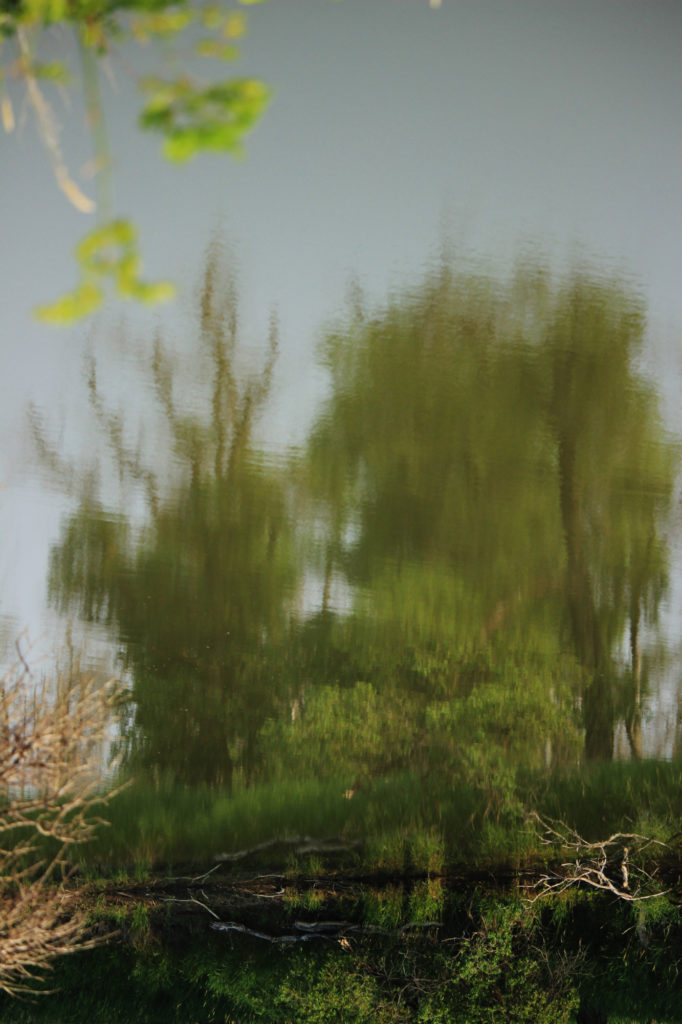 Trees reflected in the Assiniboine River