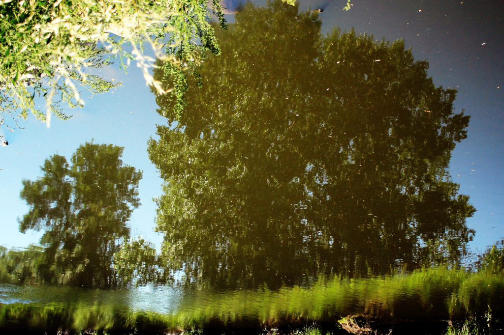 Trees reflected in the Little Saskatchewan River