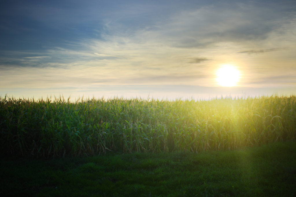 The sun over a cornfield