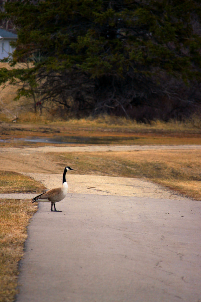 A goose on the bike path