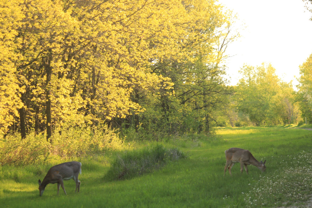 Two deer grazing in the shade from the trees
