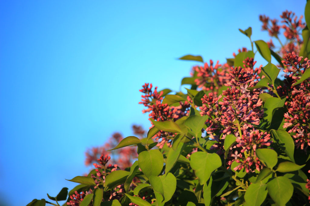Lilacs growing in the cemetery