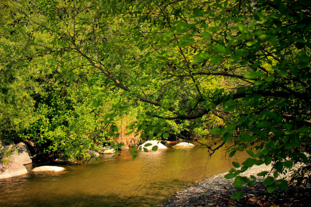 A creek flows through a grove of trees