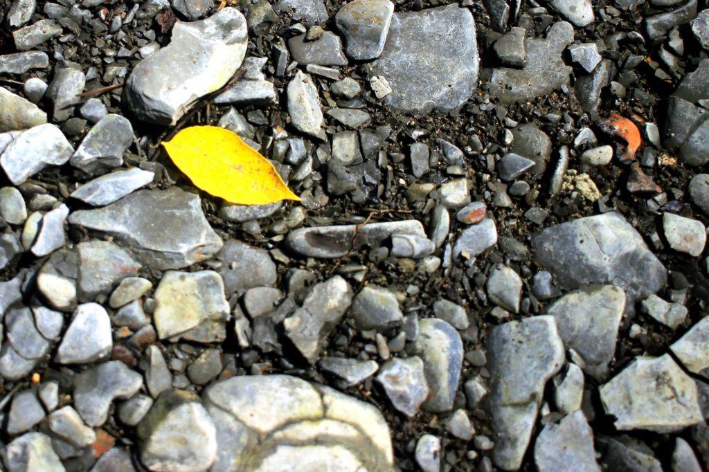 A yellow leaf on the shale bank