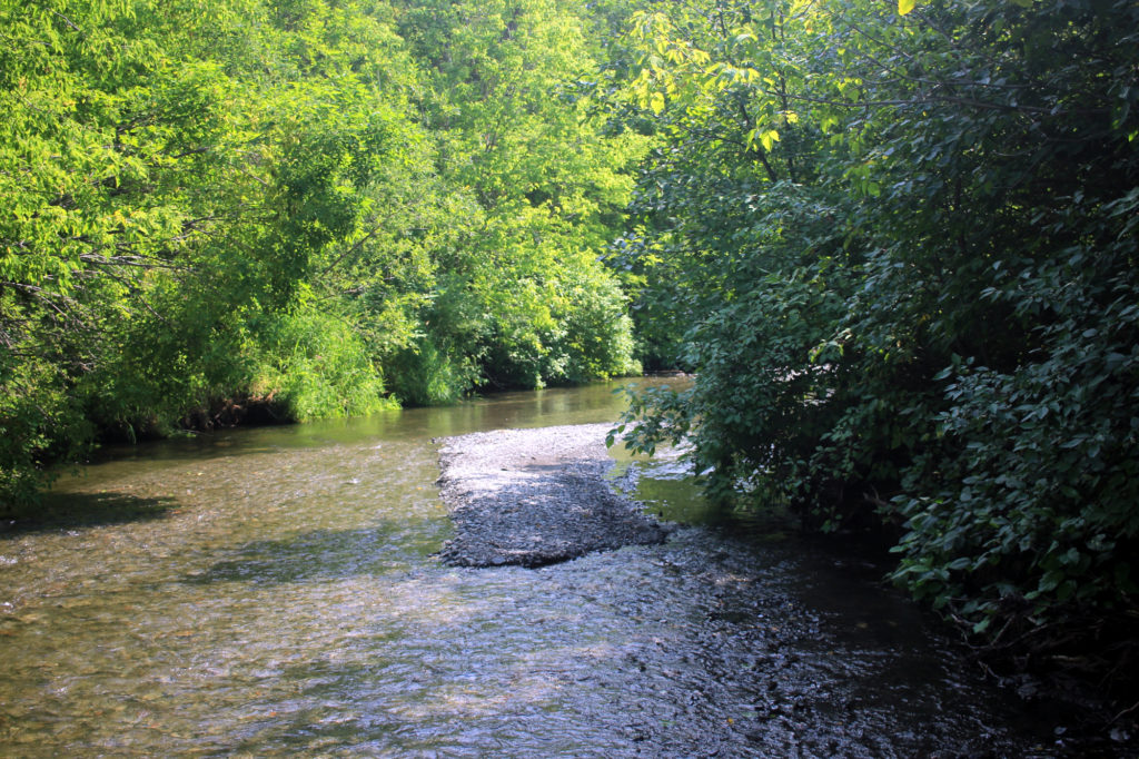 A creek flows through a grove of trees