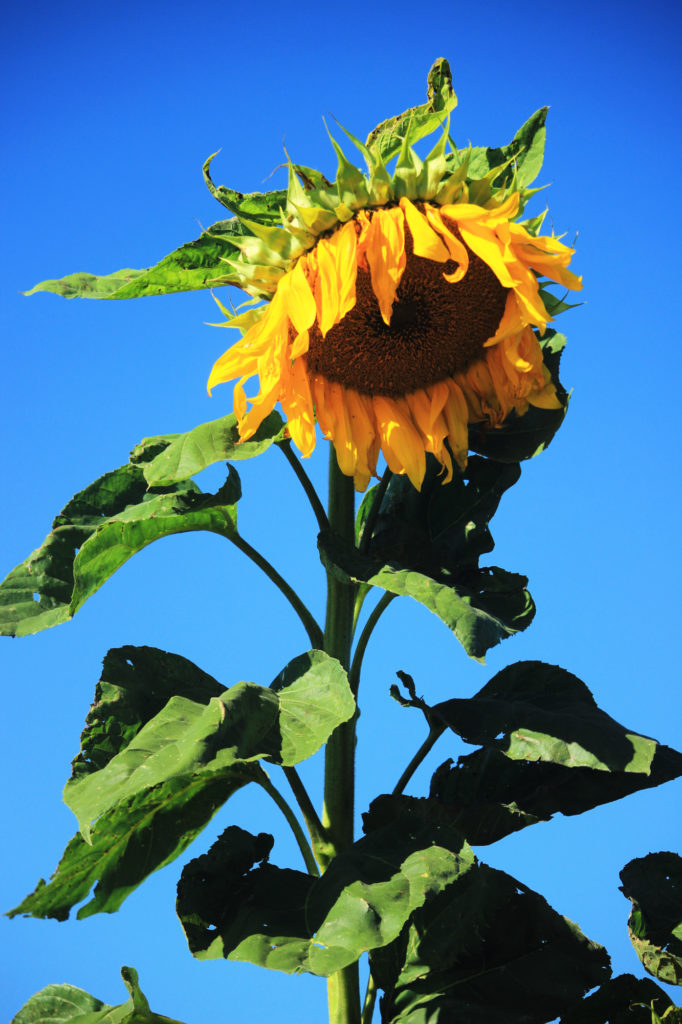 Sunflower against the blue sky