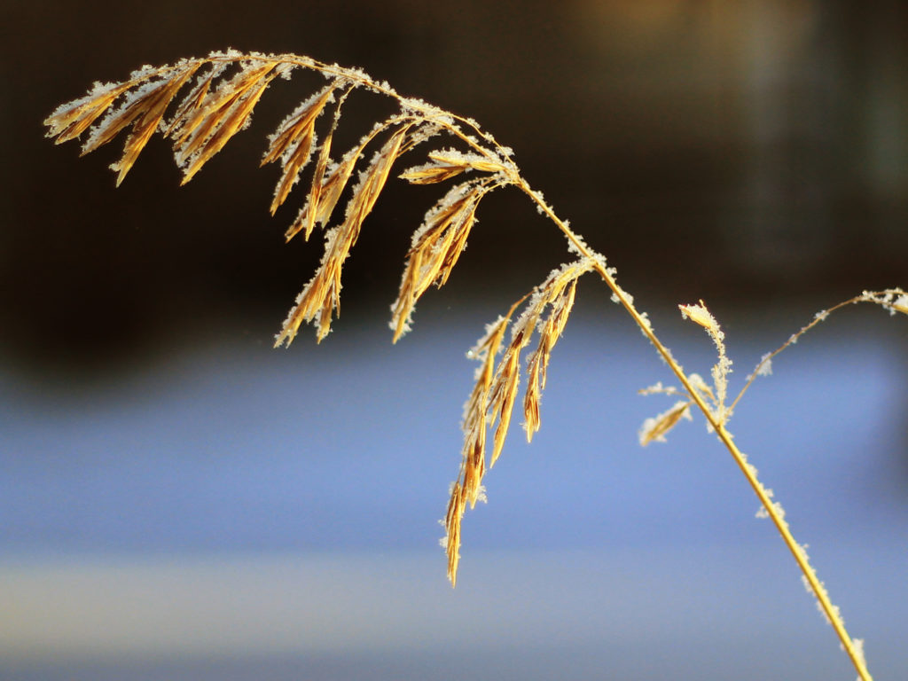 Tall grass with seeds covered in thin frost
