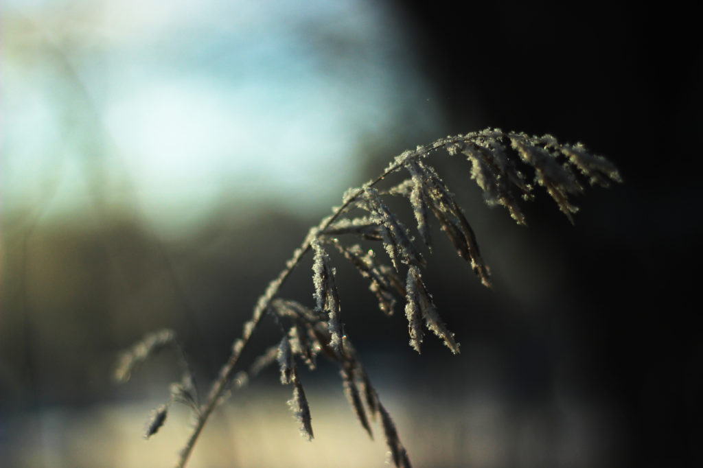 Tall grass with seeds covered in thin frost