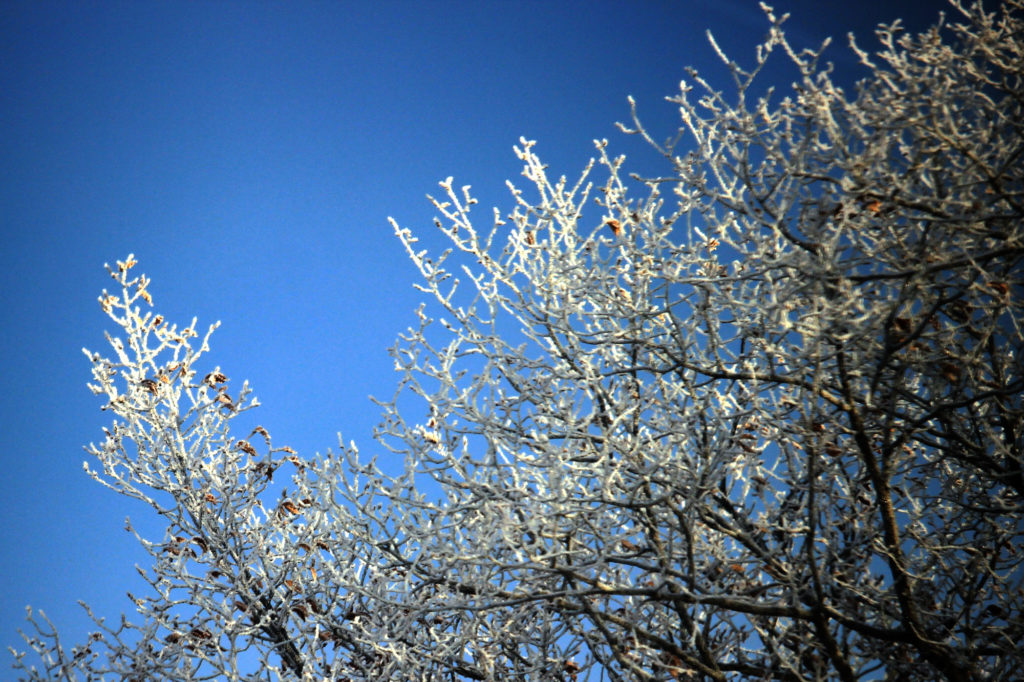 A tree, white with frost, against a blue sky