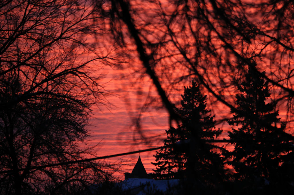 Sunrise: the clouds are all orange and pink, and the branches are very dark against the sky