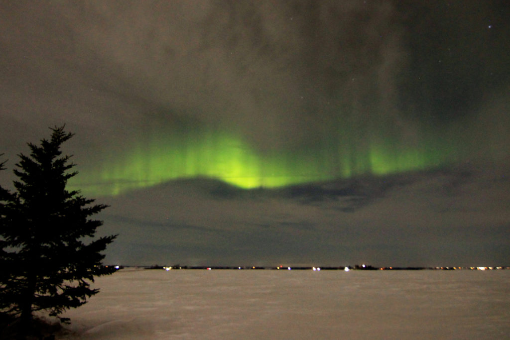 Aurora Borealis with evergreen trees in front of it
