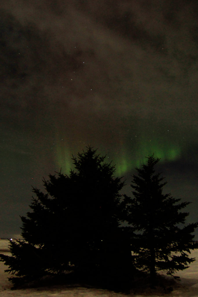Faint Aurora Borealis with evergreen trees in front of it