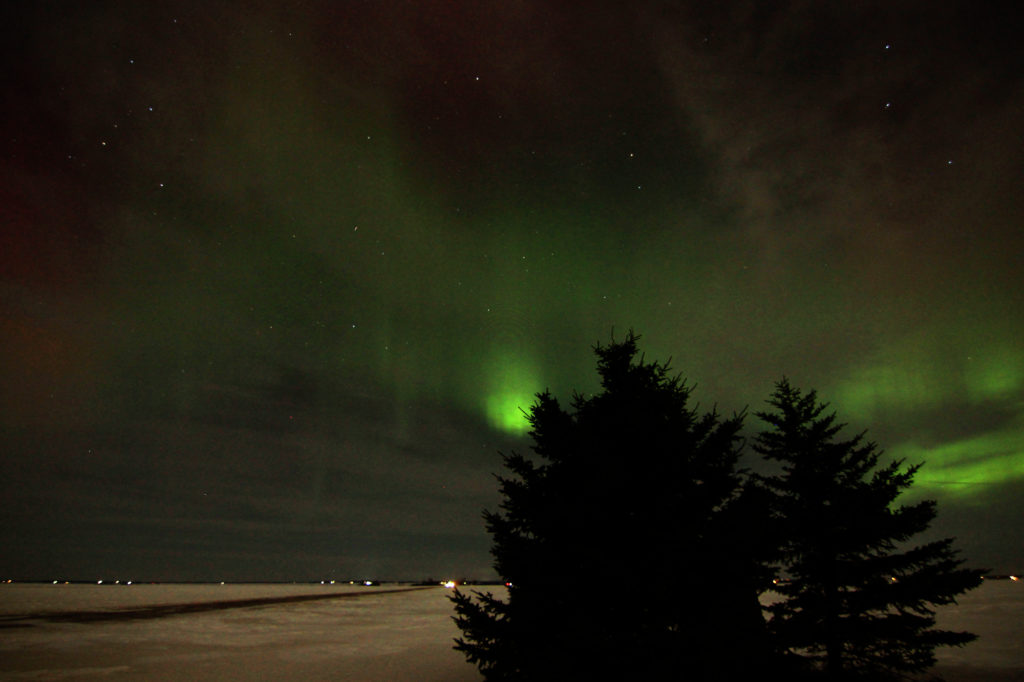 Aurora Borealis with evergreen trees in front of it