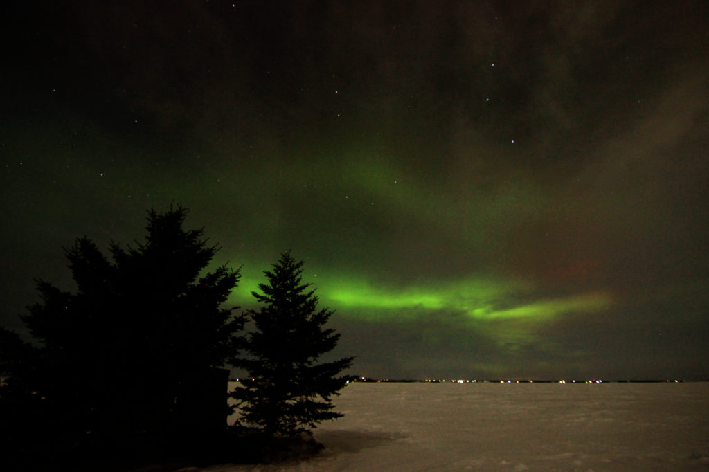 Aurora Borealis with evergreen trees in front of it