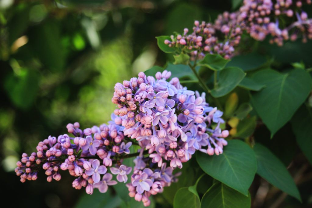 Lilacs