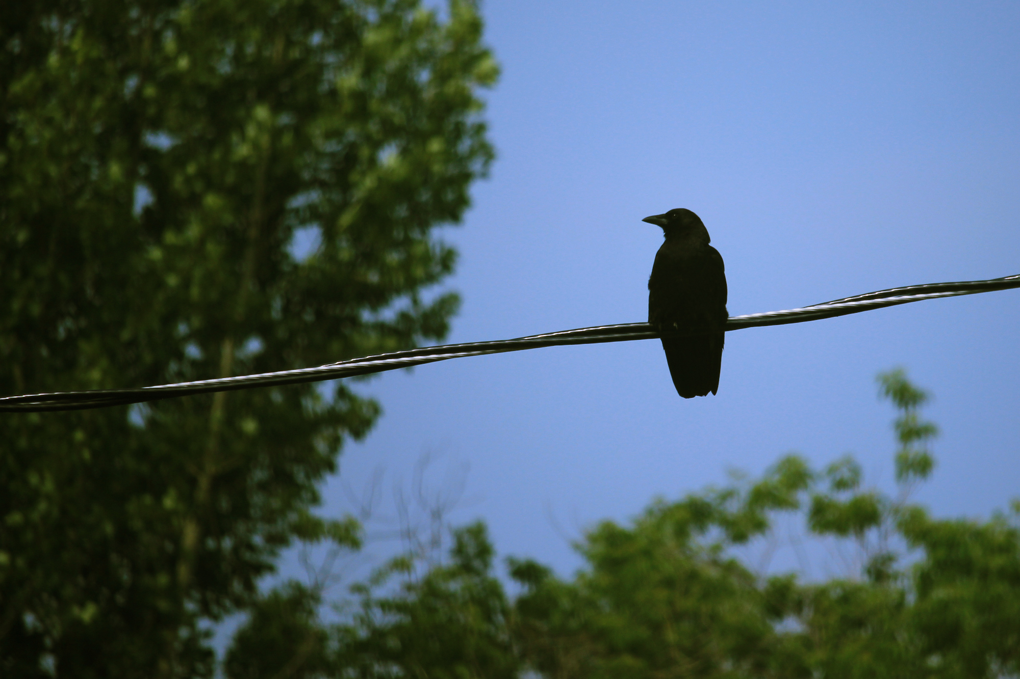 A crow sits on the telephone line, facing to camera left