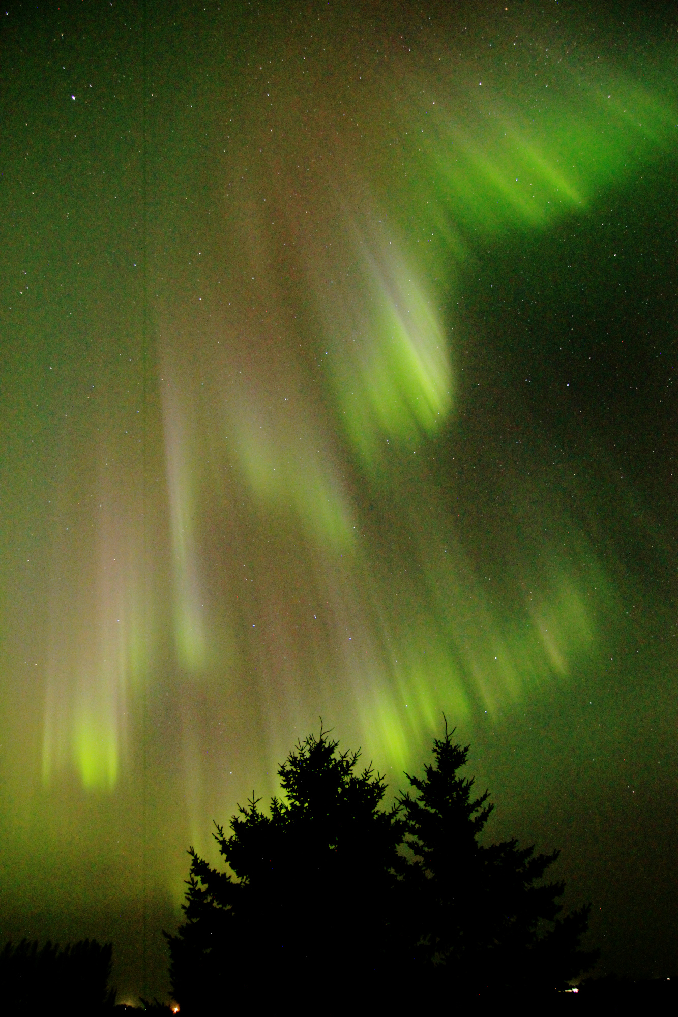 Aurora borealis above evergreens