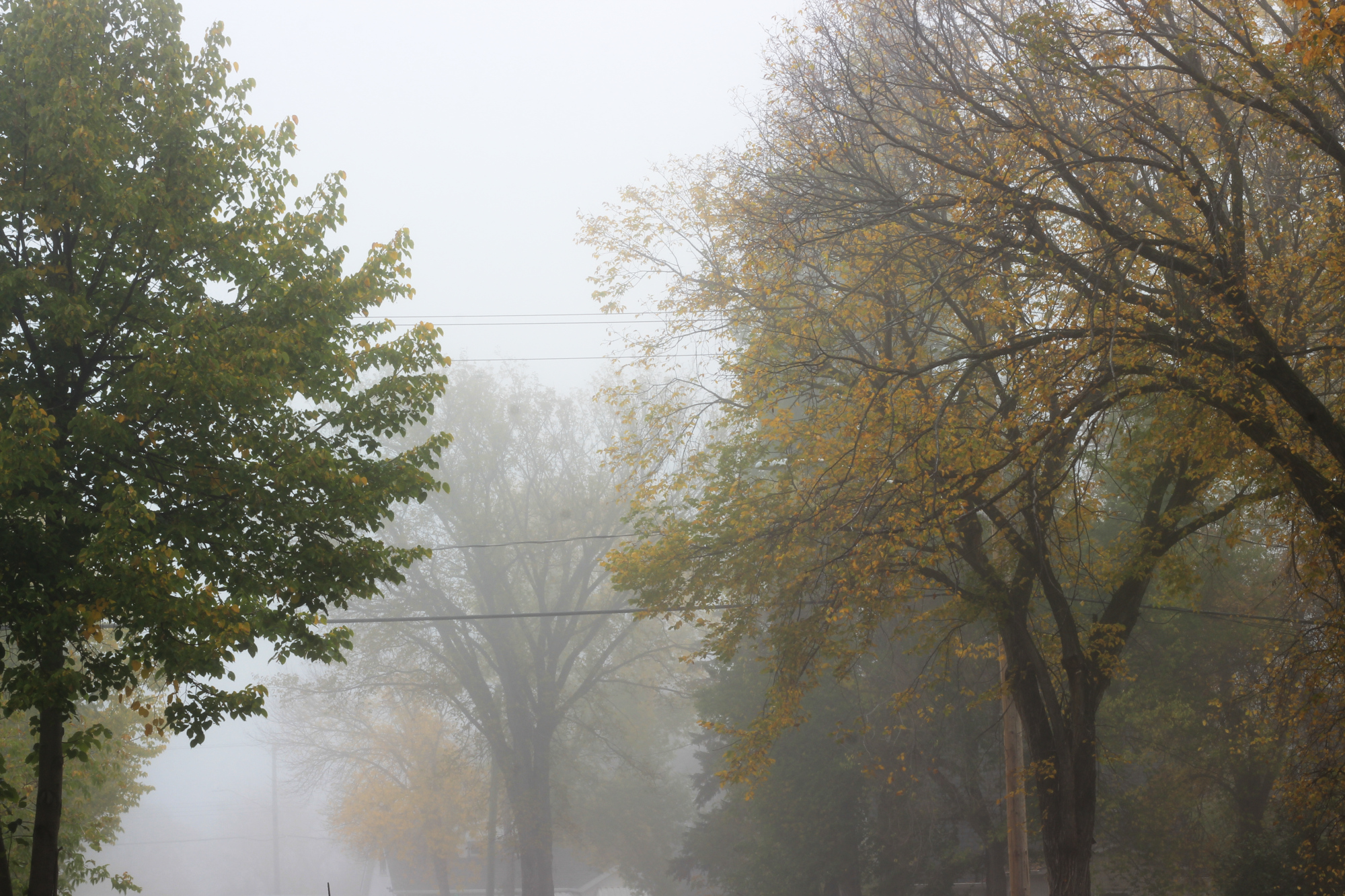 Trees in the fog. The nearest trees are hazy; the furthest visible tree is less than a city block away from the camera.