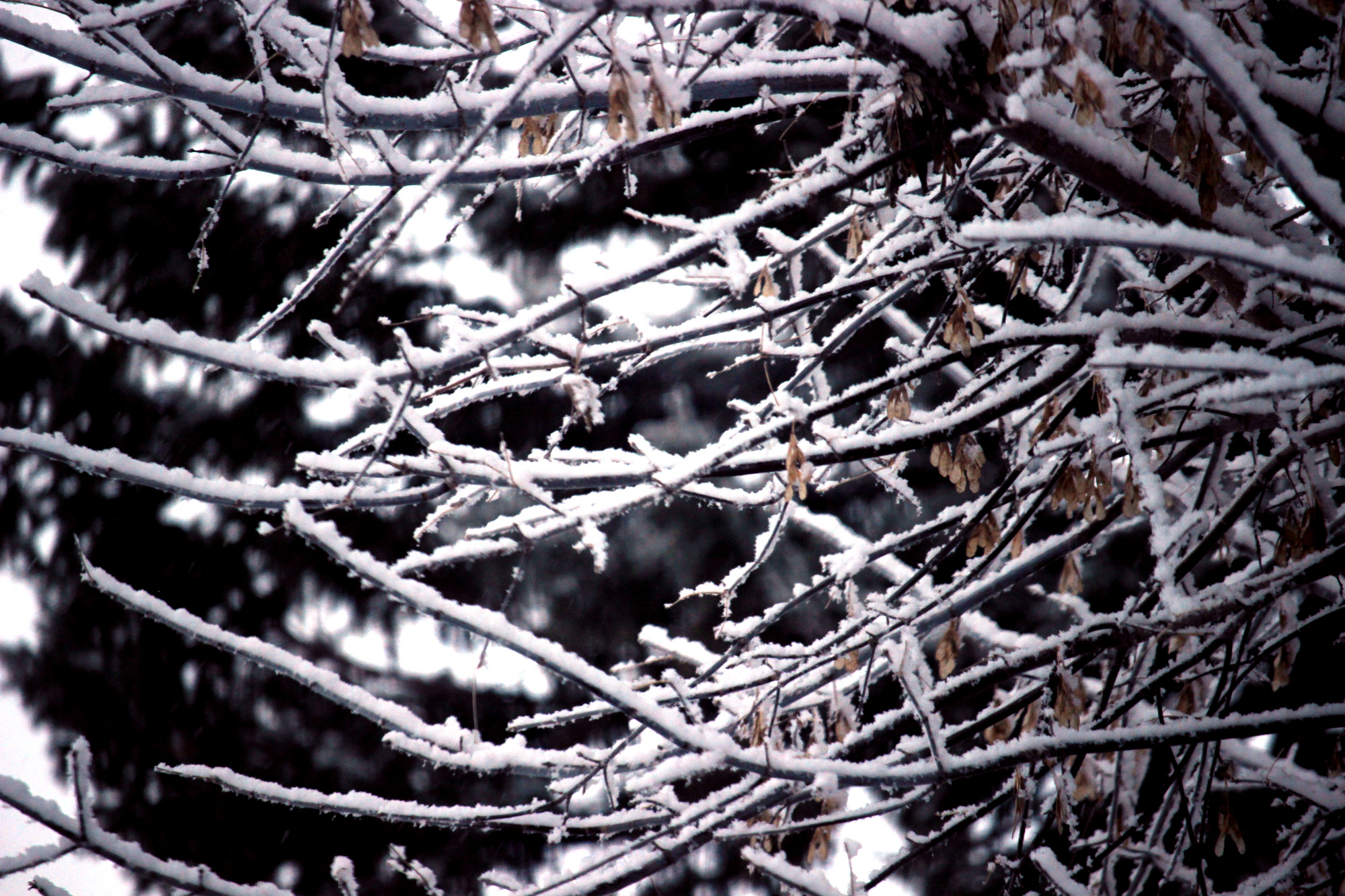 Tree branches covered in snow