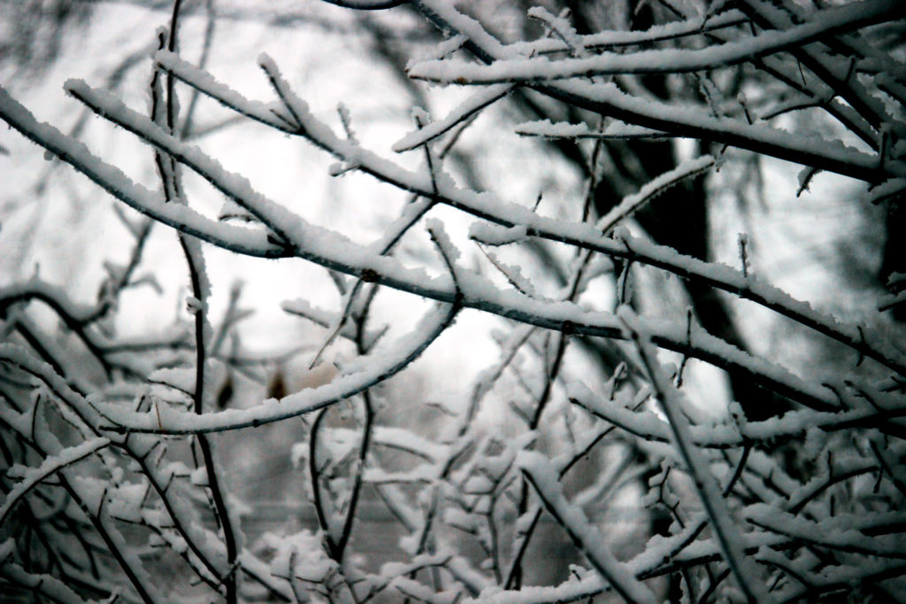 Tree branches covered in snow