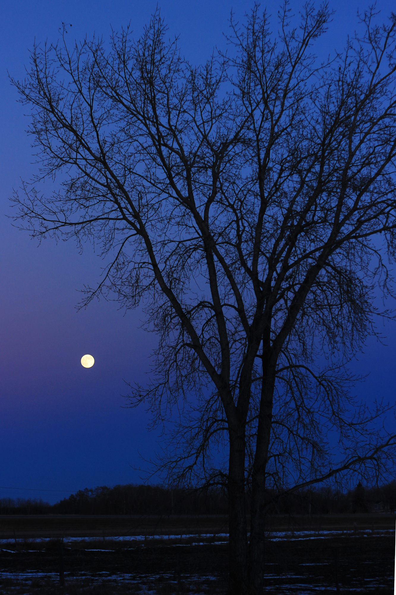 The moon rising behind a bare tree; the sky is dark blue with purplish clouds