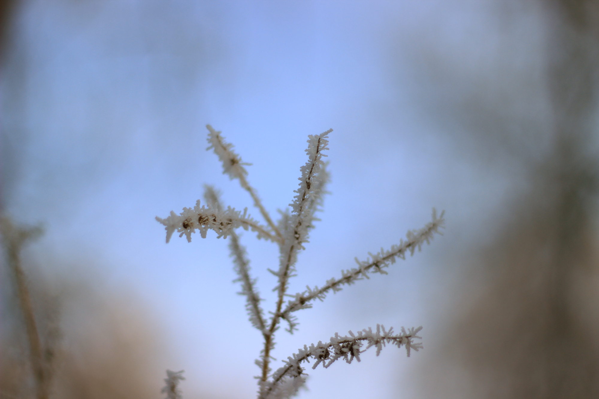 Rime ice (aka hoarfrost) on branches, with plenty of blurry bokeh in the background