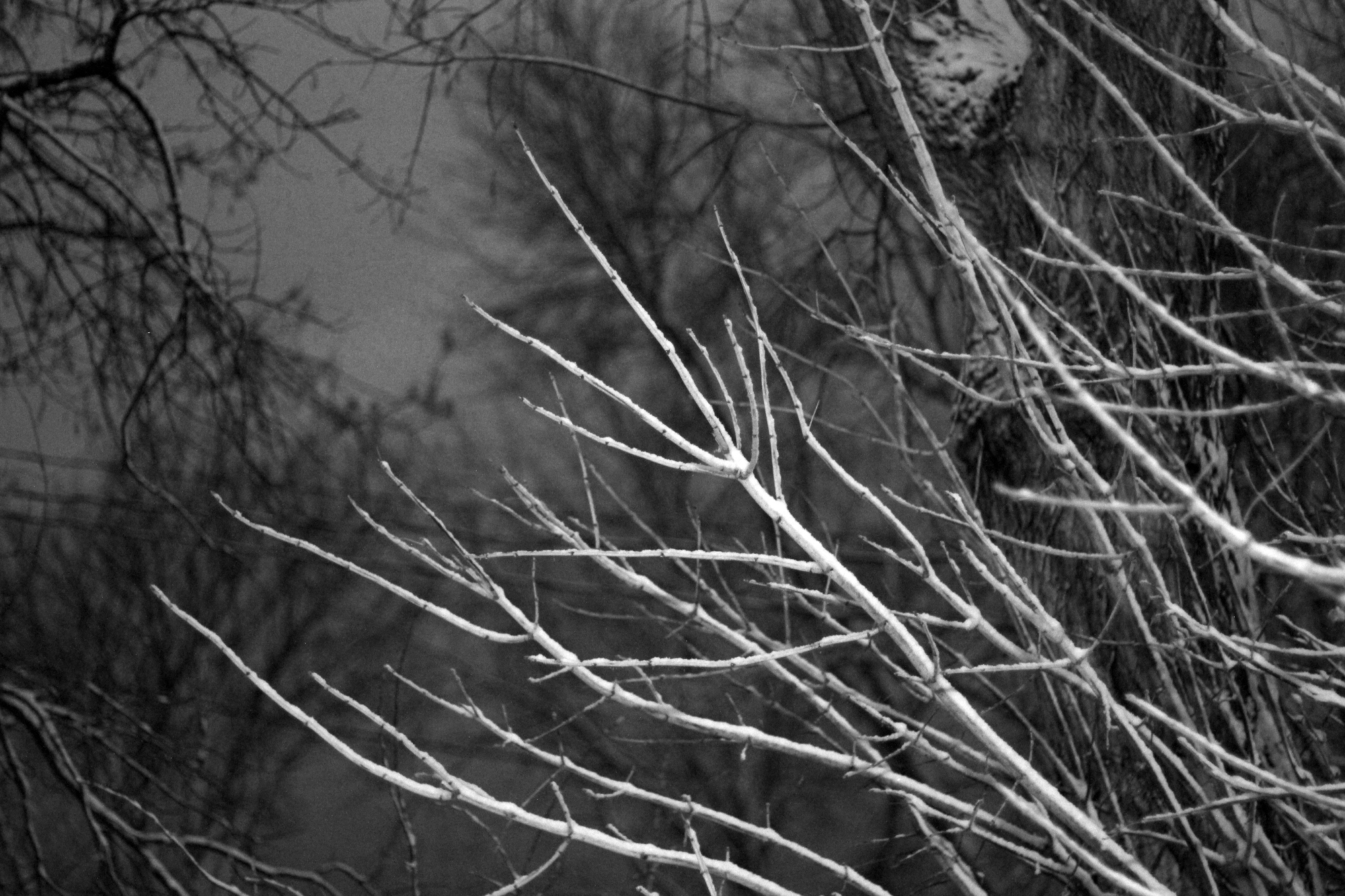Branches covered in wet heavy snow (black and white)