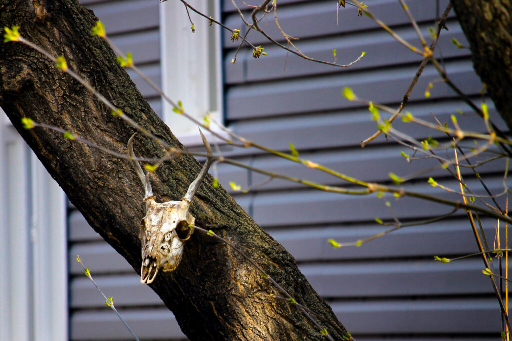 The skull of some horned mammal, nailed to a tree