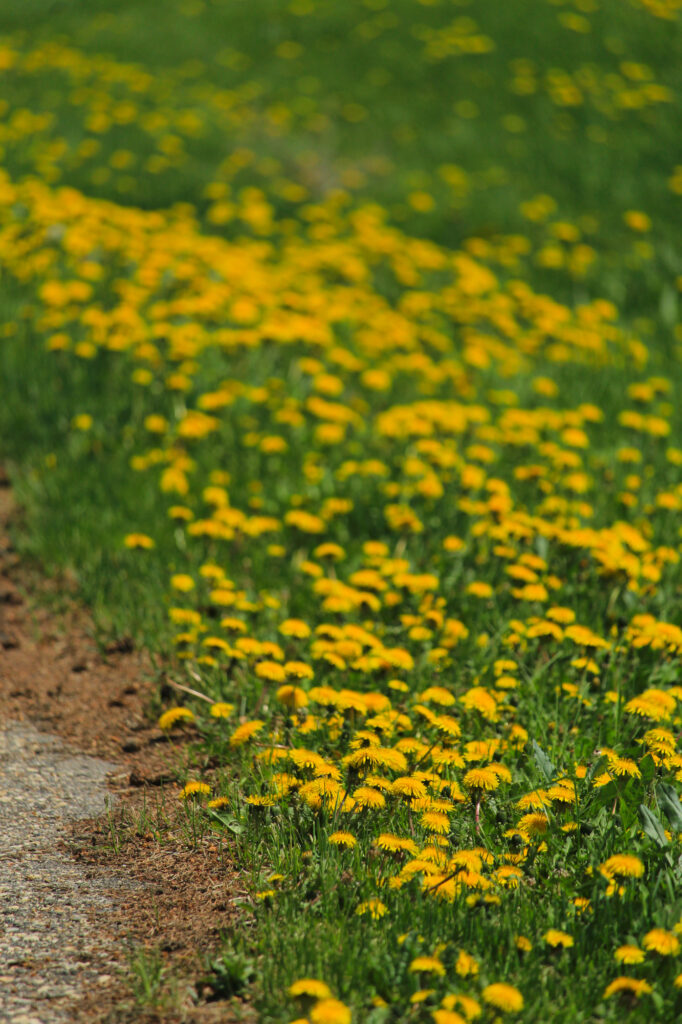 A ditch full of dandelions