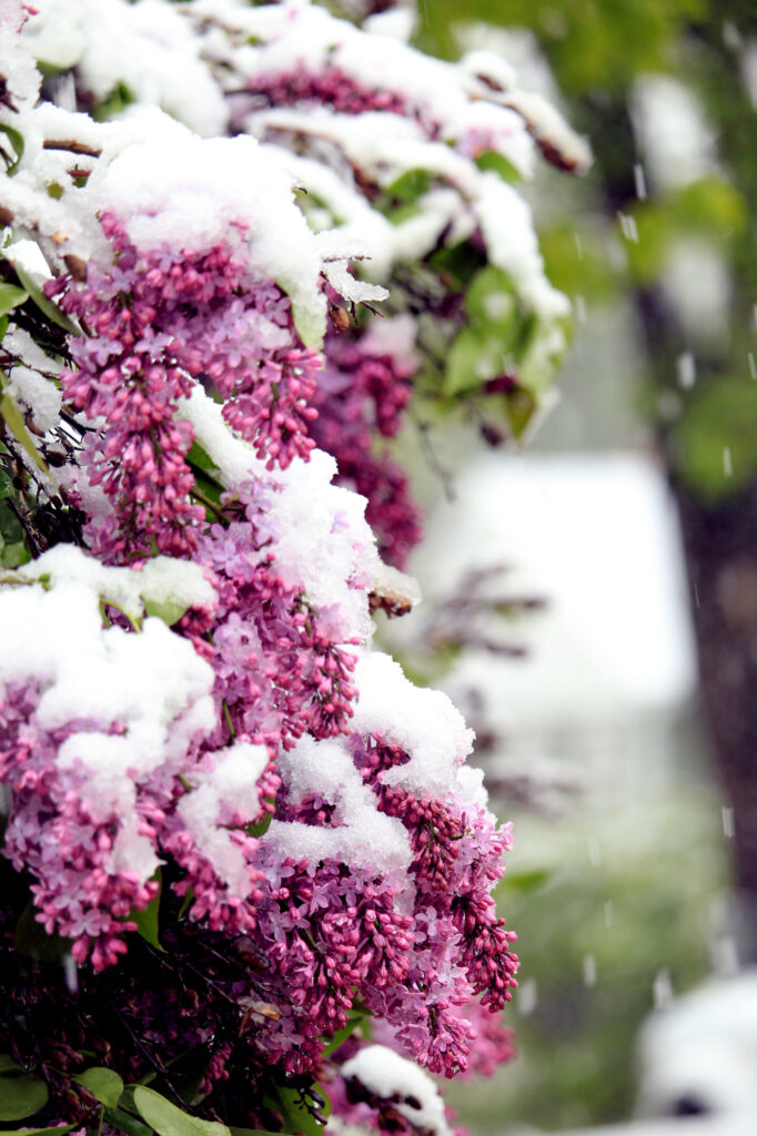 Heavy wet snow on recently-bloomed lilacs -- white on purple