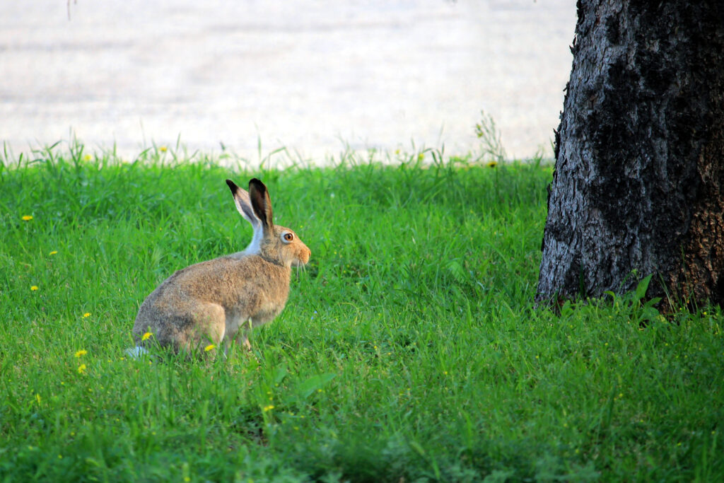 A brownish rabbit in a small patch of grass and trees at the edge of the Sobeys parking lot