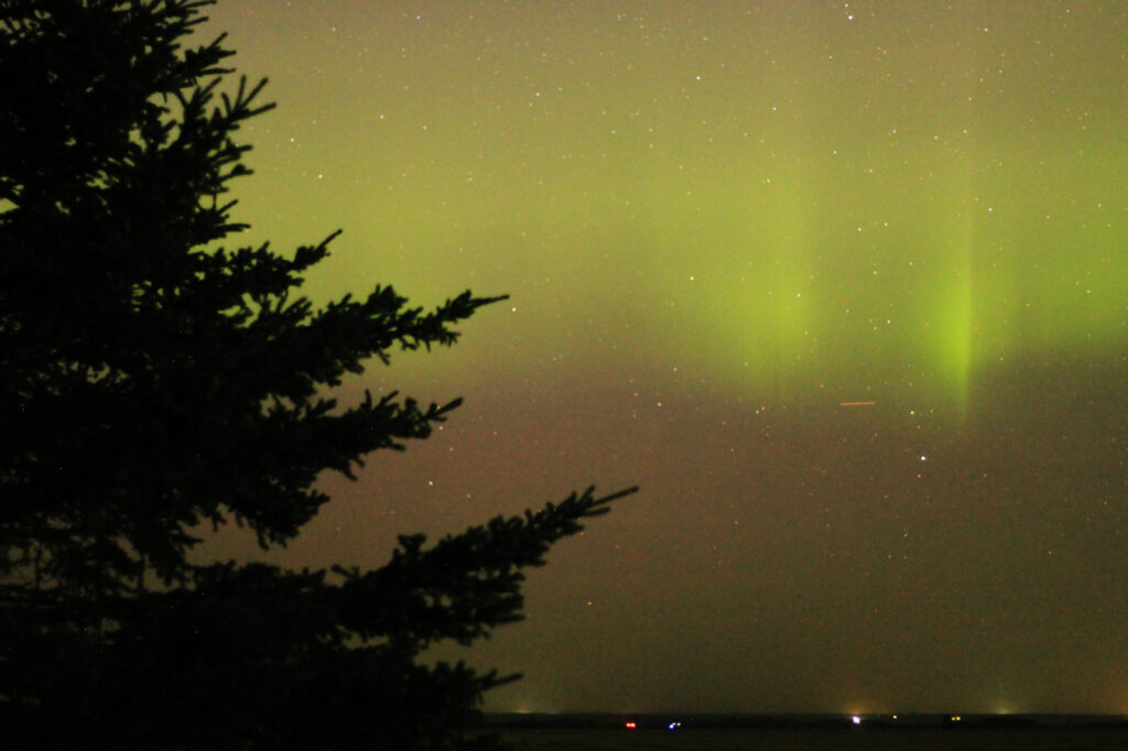 Aurora Borealis: green pillars with a pine on the left