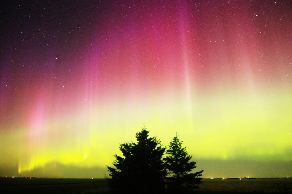 Aurora Borealis: vivid purple pillars above a green band, with two pines in the foreground