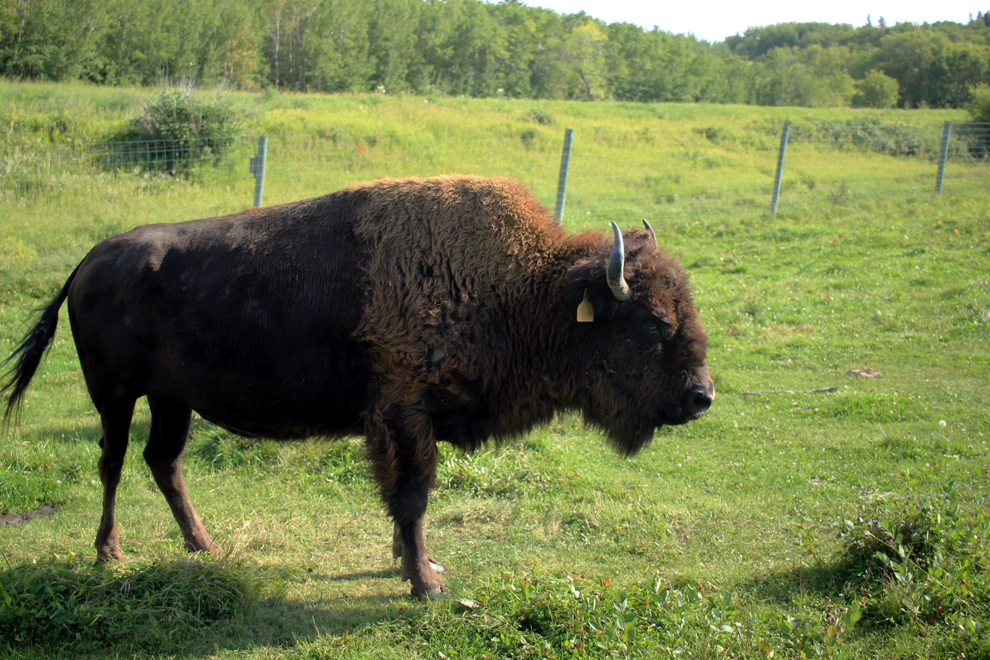 A bison standing in the enclosure, pretty much ignoring me