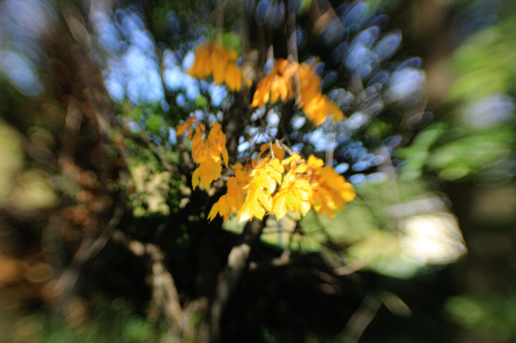 A cluster of yellow leaves among the summer-green leaves of a tree; the focus is very tight on the yellow leaves, and everything else is very blurred