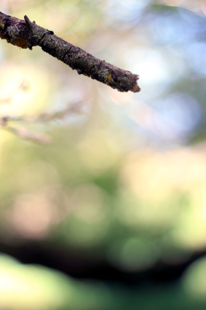 A branch, with a nearly horizontal tree in the very blurry background