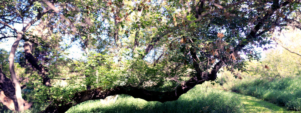 A tree growing almost horizontally