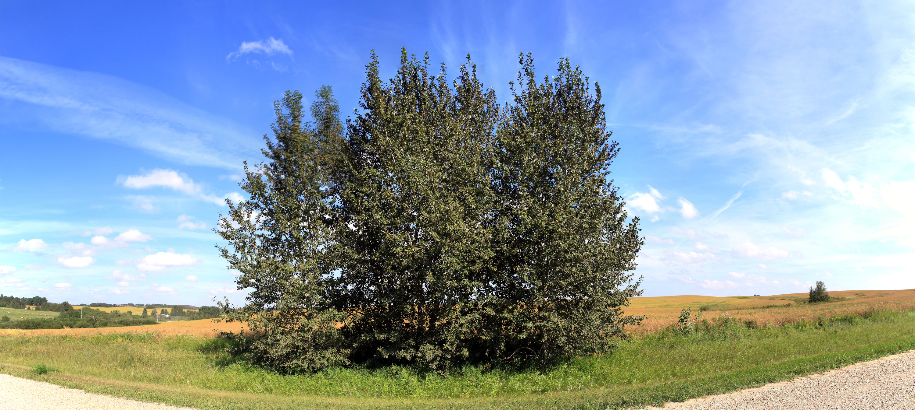 15-image panorama of a group of 4-5 trees at the edge of a cultivated field