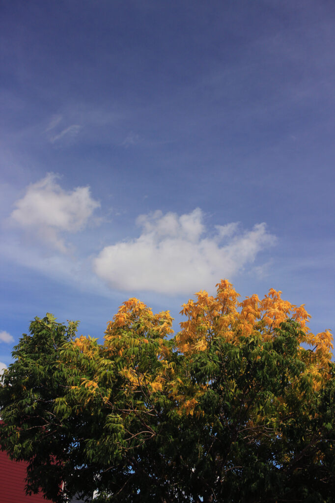 A tree with yellow leaves at the top, green leaves below
