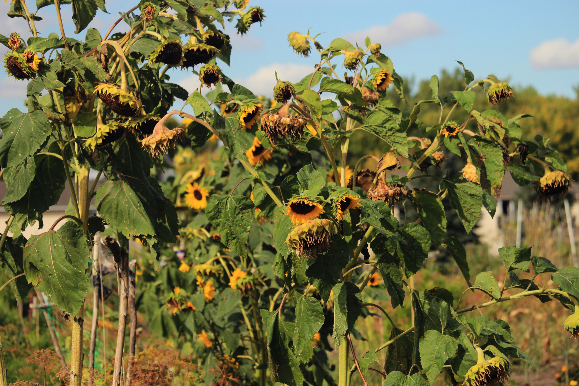 Row upon row of sunflowers at the community gardens