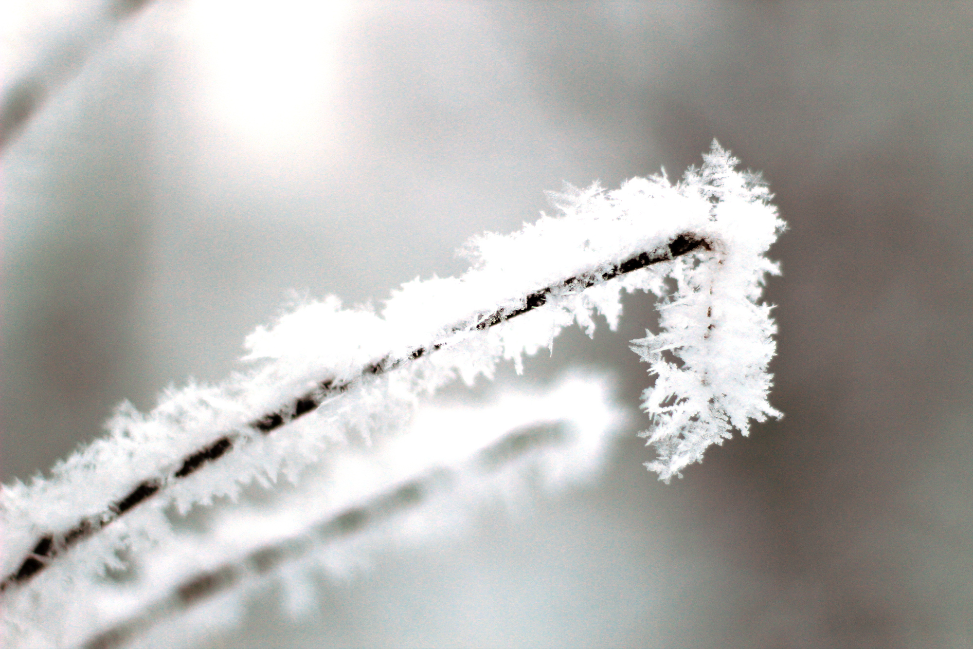 Closeup of a frost-covered branch