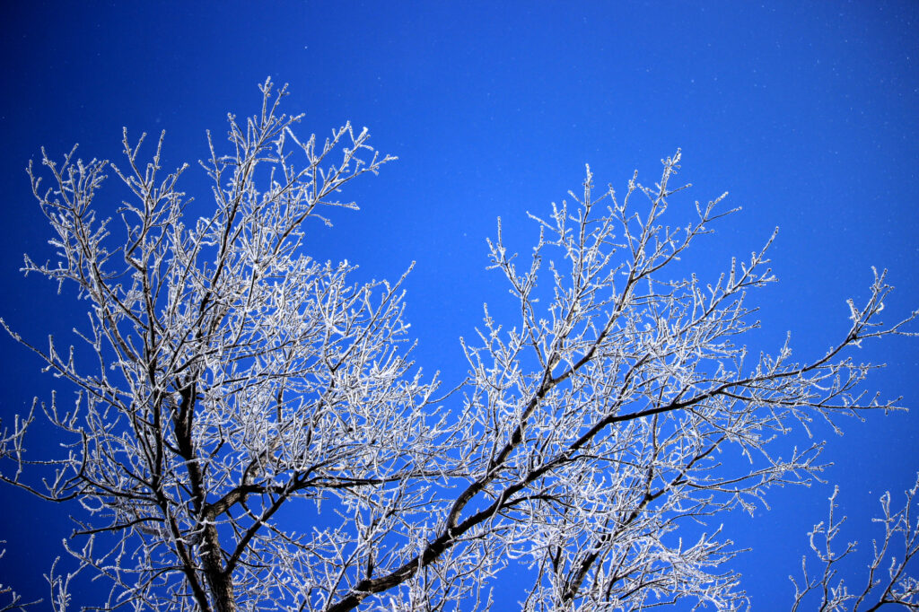 white frost on dark branches against a clear blue sky