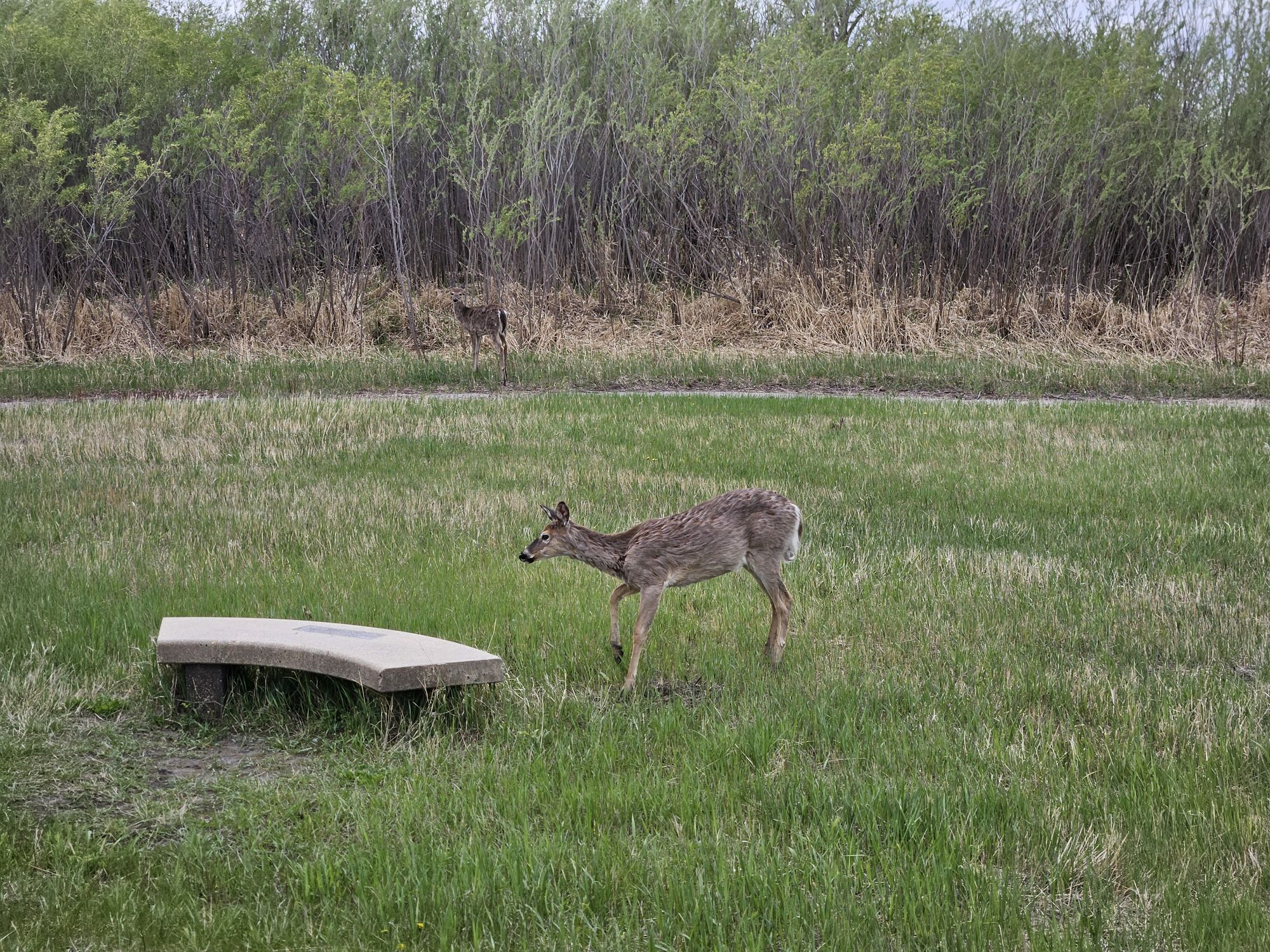 A deer, not terribly afraid of me, watching me from about 20 metres away; a more skittish deer is visible further away, nearer to the willows at the riverbank